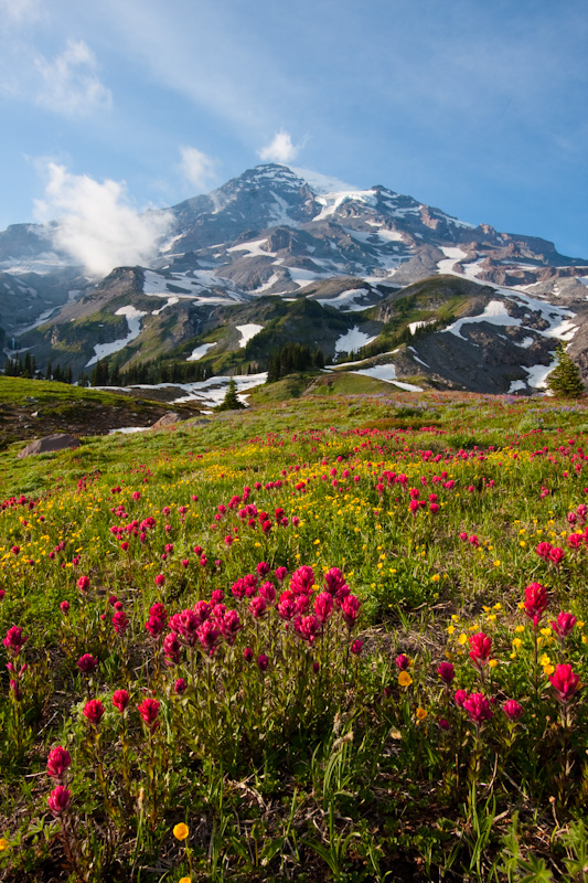 Wildflowers And Mount Rainier